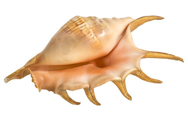 Fototapeta premium Marine shell