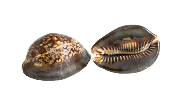 sea shells cowry