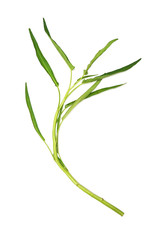 fresh white stemmed Ipomoea on white background