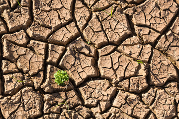 dried and cracked earth