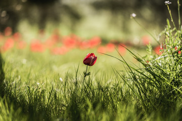 red poppy flower