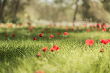 field red poppies blooming