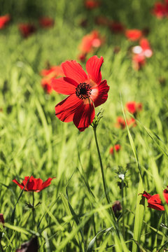 open flower red poppies