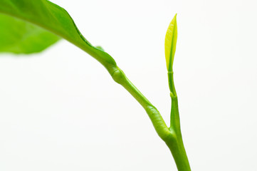 Young lemons tree leaf in growing