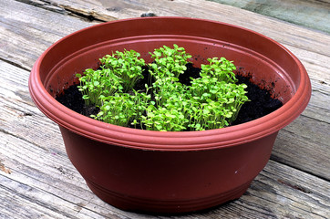 Young marjoram in a brown pot