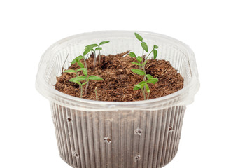 Seedlings of tomatoes in the box. Isolated object