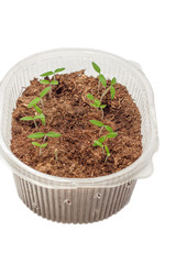 Seedlings of tomatoes in the box. Isolated object