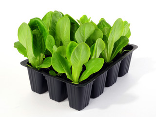 Salatpflanzen "Herzsalat" Unicum