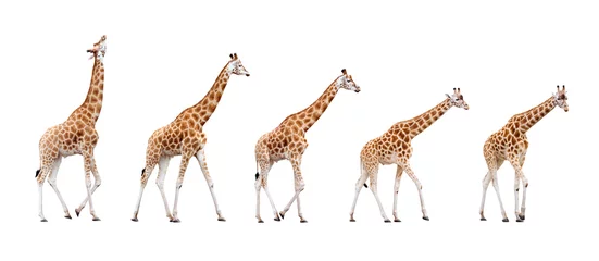 Crédence de cuisine en verre imprimé Girafe Girafes isolés sur fond blanc