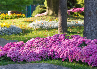 Flower beds with chrysanthemums. Parkland in Kiev, Ukraine.
