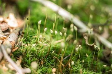 green plant in sunlight