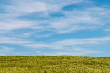 Fototapeta premium Meadow wheat field and cloudy sky