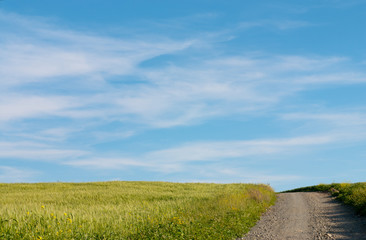Fototapeta premium Meadow wheat field and cloudy sky