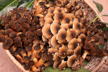 Funghi