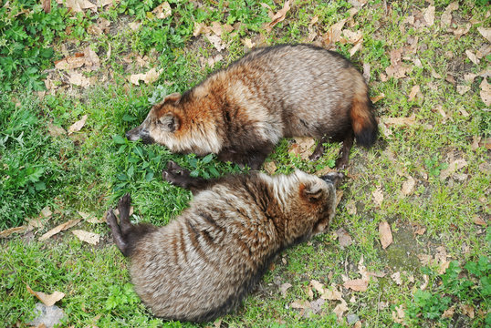 狸寝入り Images – Browse 25 Stock Photos, Vectors, and Video