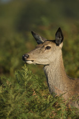 Red deer - Cervus elaphus