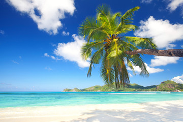 Fototapeta na wymiar schräge Palme auf den Seychellen
