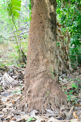 Termite Nest made from soil under the tree