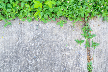 Tree growing on the crack concrete floor