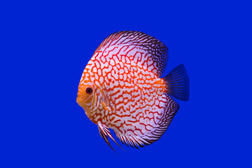 Pompadour Fish on blue background