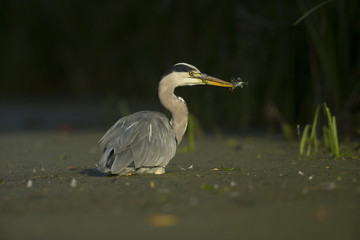 Grey Heron - Ardeidae