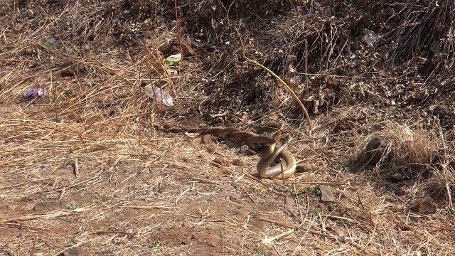 Snakes Pair Mating 1