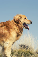 Fototapeta premium Portrait of a dog in outdoor, golden