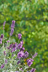 Naklejka premium Lila Lavendel Blüten Textfreiraum