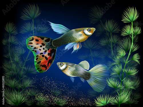 аквариум коробка рыба животные aquarium box fish animals бесплатно