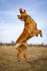 Golden retriever leaping for ball, side view