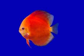 Pompadour Fish on blue background
