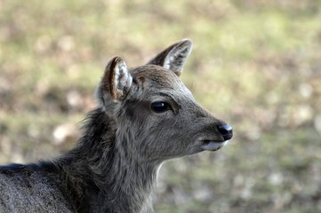 Sikahirsch
