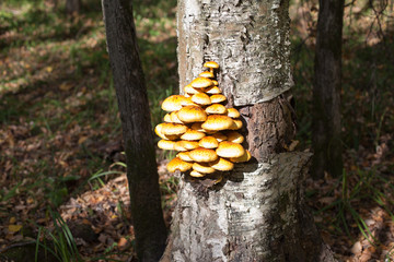 Yellow mushrooms