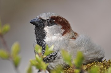 Haussperling