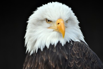 Weißkopfseeadler