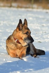 Schäferhund liegend