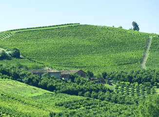 Fototapeta na wymiar Summer landscape in Langhe (Italy)