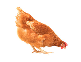 close up chicken hen eating something isolated white background © stockphoto mania