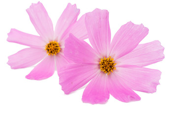 Obraz premium Pink daisy flower isolated