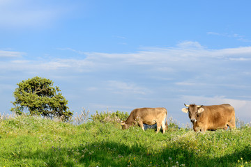 Mountain Cows