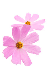 Pink daisy flower isolated