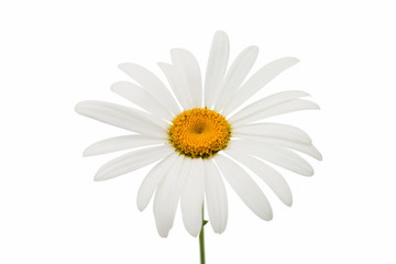 Fototapeta premium chamomile flower
