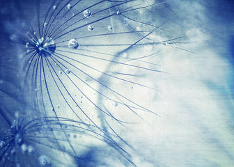 Beautiful blue dandelion background
