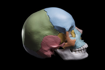 Model of a human skull © Patricia Chumillas