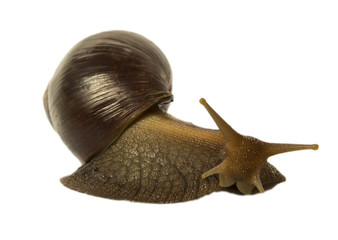 Isolated snail Achatina fulica on a white background