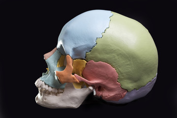 Model of a human skull