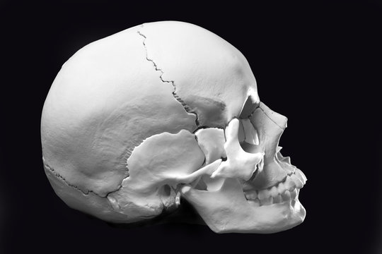 Model of a human skull