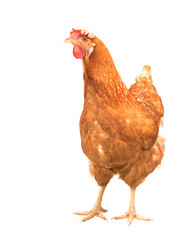 close up portrait full body of brown female eggs hen standing sh