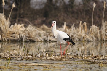 white stork in a pond - Ciconia ciconia Linnaeus
