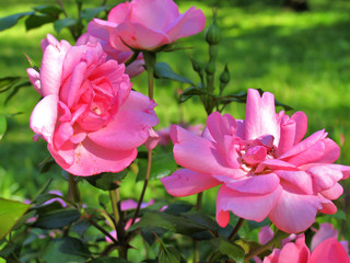 Beautiful blooming pink roses. Rose bush